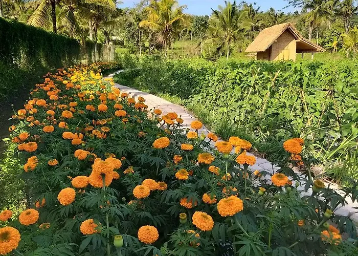 Bukit Temawang Near Sidemen And Mount Agung